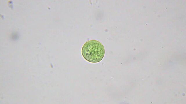 Round green cyanobacterium with a nearby small bacterium under 2000x brightfield microscopy using immersion oil. Detailed 4K scientific stock footage of microscopic prokaryotes.