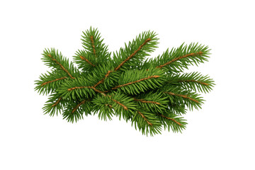 Obraz premium Spruce fir tree branch with green needles, celebrating winter holidays, christmas, and nature on transparent background
