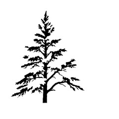 Obraz premium Snow-Capped Pine Tree with Moon Silhouette