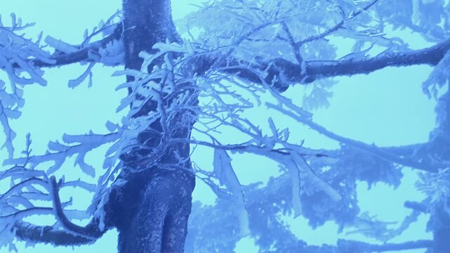 Frozen tree branches in the wind, winter scene. Detail.