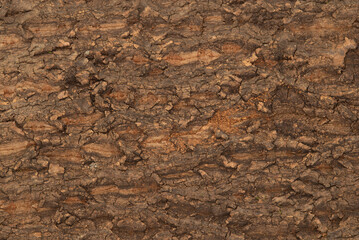 Fototapeta premium Rough tree bark texture background. Natural brown timber surface with deep cracks and organic patterns.