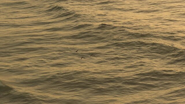 Birds crossing the sky above cliffs at sunset in Morocco, cinematic wildlife travel scene overlooking the ocean