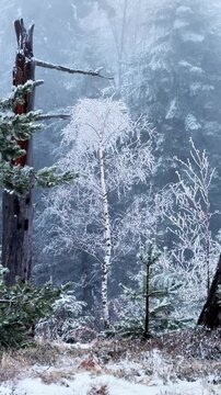 Birch tree with frozen branches swaying in the breeze in the forest. winter scene, forest, nature. Vertical video.