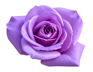 Beautiful purple rose isolated on transparent background