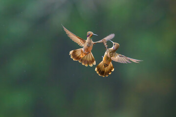 Brown Violetear, Colibri delphinae, Colibri Peru © Nino