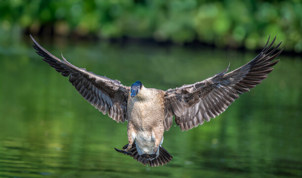 Germany - M&ouml;rlenbach - Stausee Pond; The Canadian Goose, Branta canadensis, is a species of animal native to North America belonging to the genus Branta.
