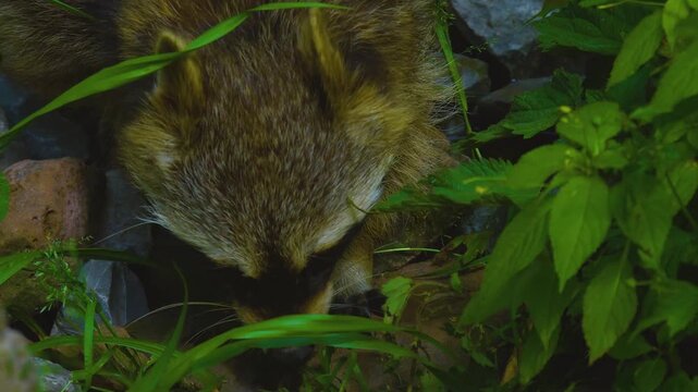 Close up of a male raccoon walking around the forest on a sunny autumn day