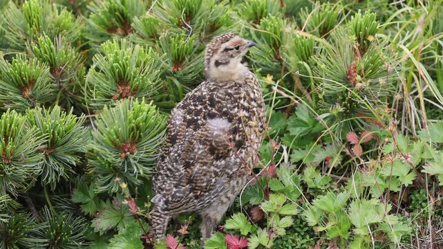 Rock ptarmigan (Lagopus muta japonica) in Japan