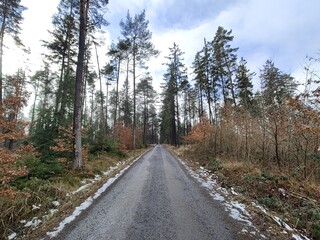 Forest Road Through Pine Trees in Autumn
