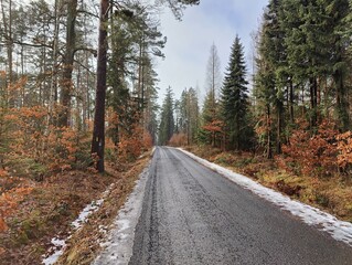Winter Forest Road with Snowy Edge and Tall Pine Trees