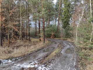 Muddy Forest Trail Through Autumn Woods