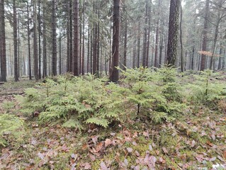 Misty Coniferous Forest with Young Pines and Mossy Ground