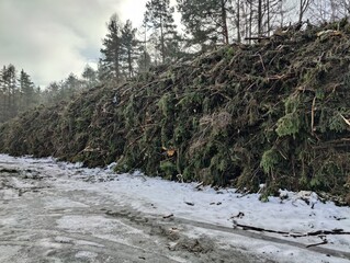 Winter Storm Damage. Fallen Trees Pile by Snowy Road