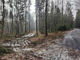 Misty Forest Path with Wet Mud Tracks
