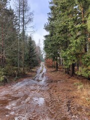 Muddy Forest Road Through Winter Pine Trees - Nature Path