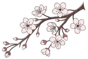 Fototapeta premium Sakura Flower Decorative Border Vector Pack