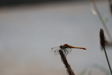 秋のトンボ © korokoron