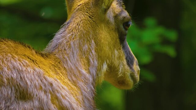 Close up of an chamois  head resting in the forest on a sunny spring day 
