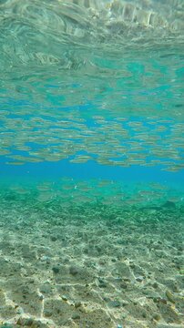 Shoal of Barred Flagtail fish swimming over sandy-stoned seabed, with school of Silversides Atherina swims above them in other direction below water's surface on sunny day in sunshine