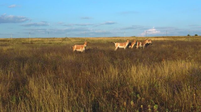 Aerial photography - camera follows a group of Onagers (Equus hemionus) standing in tall flowering steppe grass against the backdrop of the fence of the acclimatization enclosure.