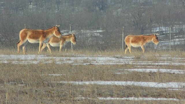 A group of Onagers (Equus hemionus) against the backdrop of a snowy steppe landscape, medium shot.