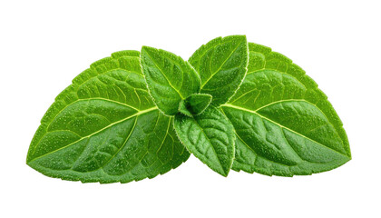 Close-up of fresh, vibrant green mint leaves against a black background