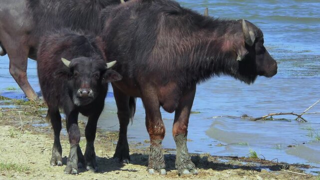 Female Water Buffalo (Bubalus bubalis)  with calf on the river bank, close-up.