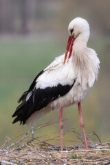 Storch