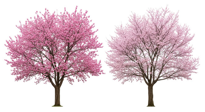Two pink flowering cherry trees isolated PNG, spring blossom trees on transparent background for design and decoration