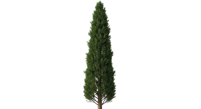 Tall Italian cypress tree PNG isolated on transparent background, evergreen coniferous plant for landscaping and architectural visualization