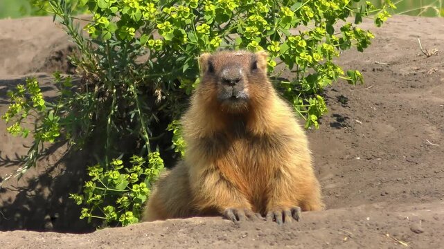 Steppe Marmot (Marmota bobak) half-emerging from its hole, close-up, portrait.