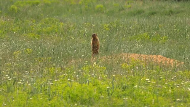 The Steppe Marmot (Marmota bobak) makes sound signals to its relatives, while standing on its hind legs among the green Steppe vegetation, swaying in the wind, wide angle.