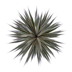 Obraz premium 3D rendering of Chinese Agave tequilana plant on transparent background from top view