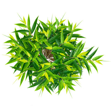 3D rendering of Italian Ruscus Greenery plant on transparent background from top view