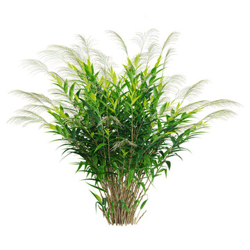 3D rendering of Italian Ruscus Greenery plant on transparent background