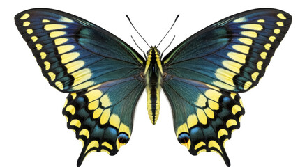 Swallowtail butterfly PNG isolated on transparent background, vibrant yellow and blue insect with intricate wing patterns for design projects © Sorin