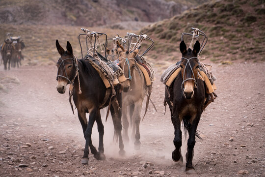 Burros de carga bajando de la monta&ntilde;a camino al campamento base Confluencia, en el trekking al Aconcagua, en Mendoza, Argentina