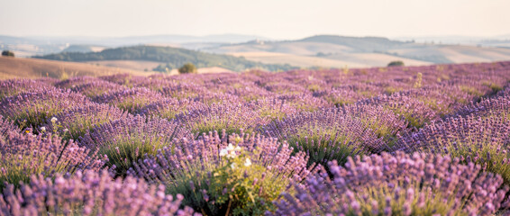 Obraz premium Vast field of blooming purple lavender flowers under a hazy sky with rolling hills