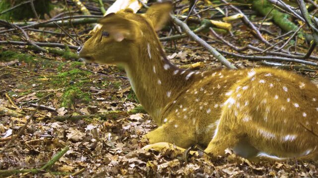 Close up of an axis deer fawn resting on the forest ground on a sunny autumn day and looking around