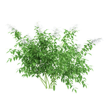 collection of Aruncus sylvester Plant with realistic style