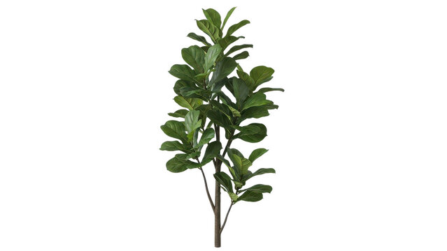 Fiddle leaf fig plant branch with glossy dark green leaves, botanical cutout Isolated on white background