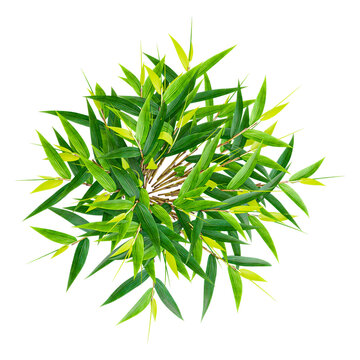collection of Italian Ruscus Greenery plant with realistic style from top view