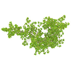 Obraz premium collection of Longstalk holly Tree on transparent canvas from top view