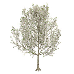 Obraz premium collection of pear Tree on transparent canvas