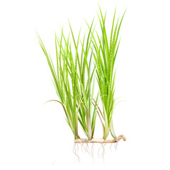 Fototapeta premium collection of Sweet flag plant on transparent canvas