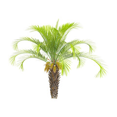 Fototapeta premium Green Jelly palm tree isolated on Canvas