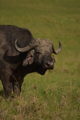 Obraz premium Búfalo con ave desparasitadora en la cara