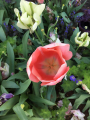 Naklejka premium red tulips in the garden