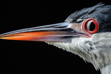 Close-up profile of a bird with striking red eyes against a black background