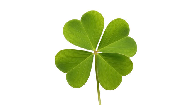 Fresh green four-leaf clover isolated PNG, lucky charm symbol for St Patrick s Day and Irish culture